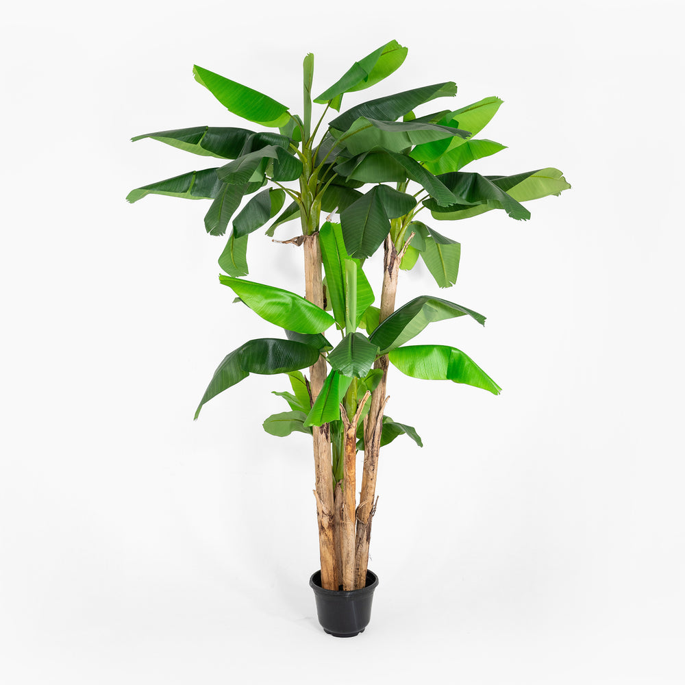 Potted banana plant on a white background