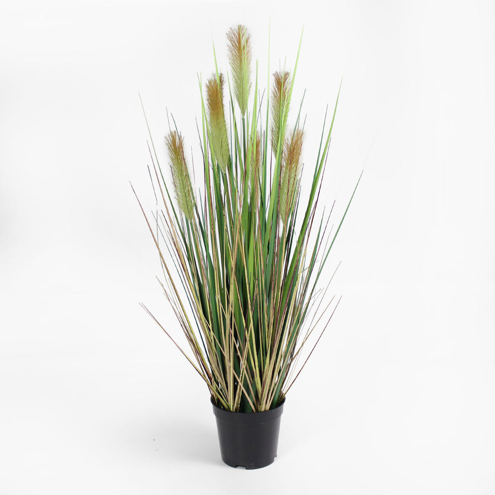 Foxtail grass v2