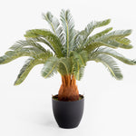 Potted palm plant on a white background
