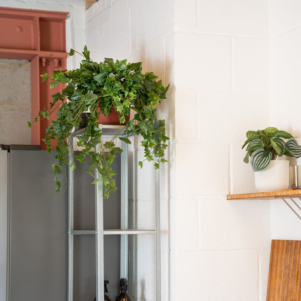 kitchen setting with a green ivy bush on a shelf.