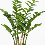 Artificial 70cm zz plant foliage