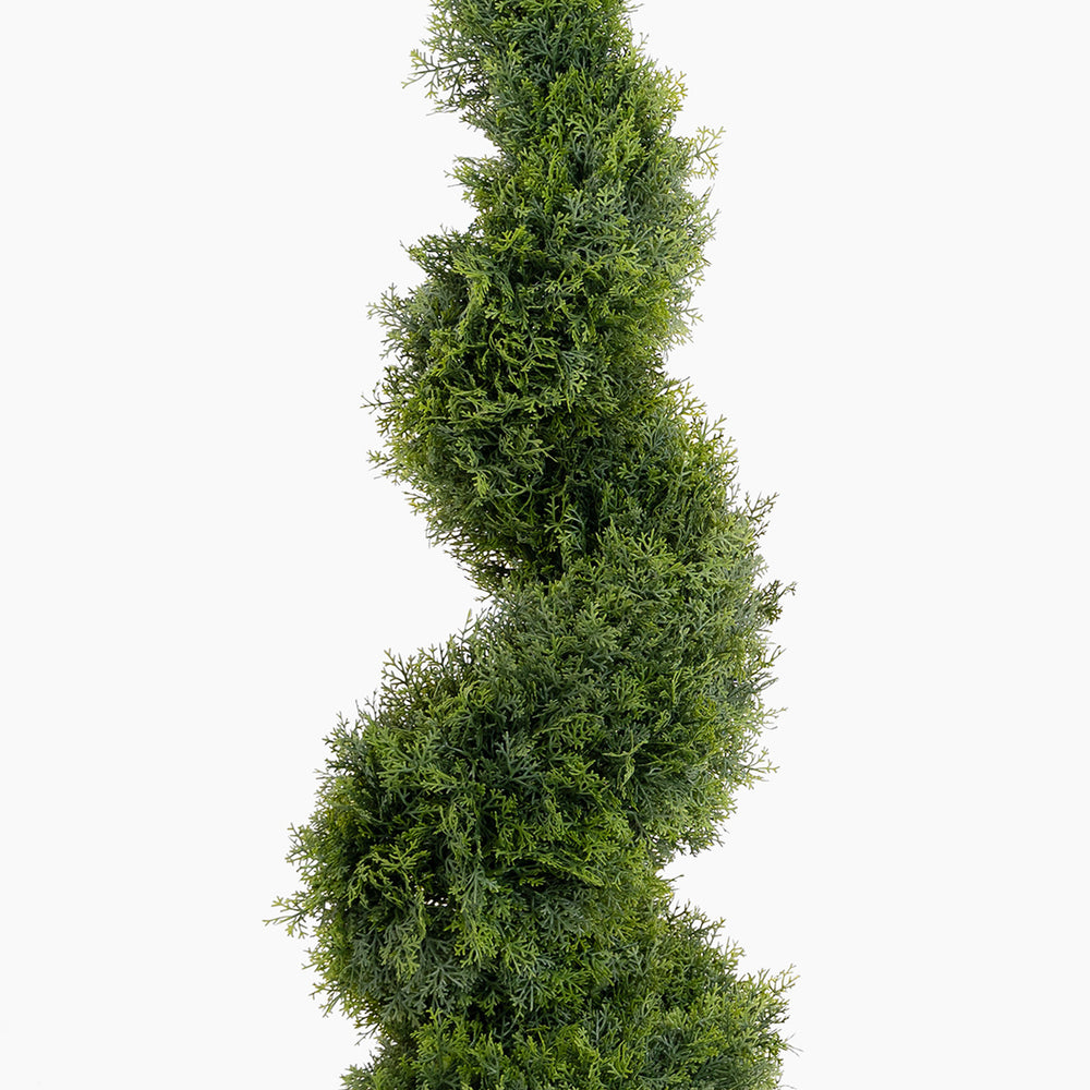 Tall, green shrub on a white background