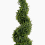Tall, green shrub on a white background