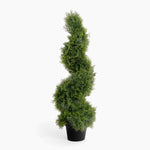 Cedar spiral