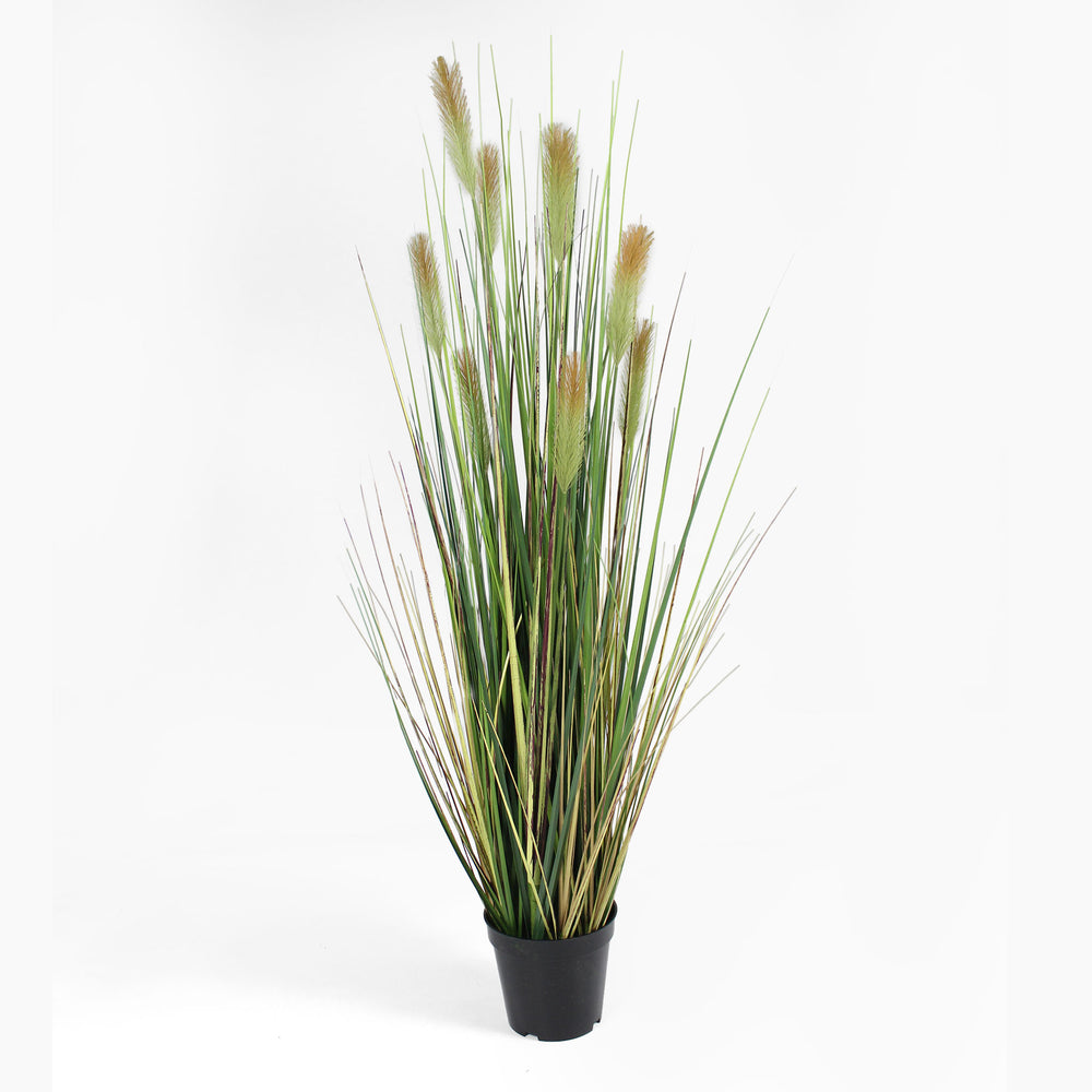 Foxtail grass v2