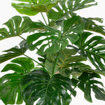 Close-up of a Monstera plant with large green leaves on a white background