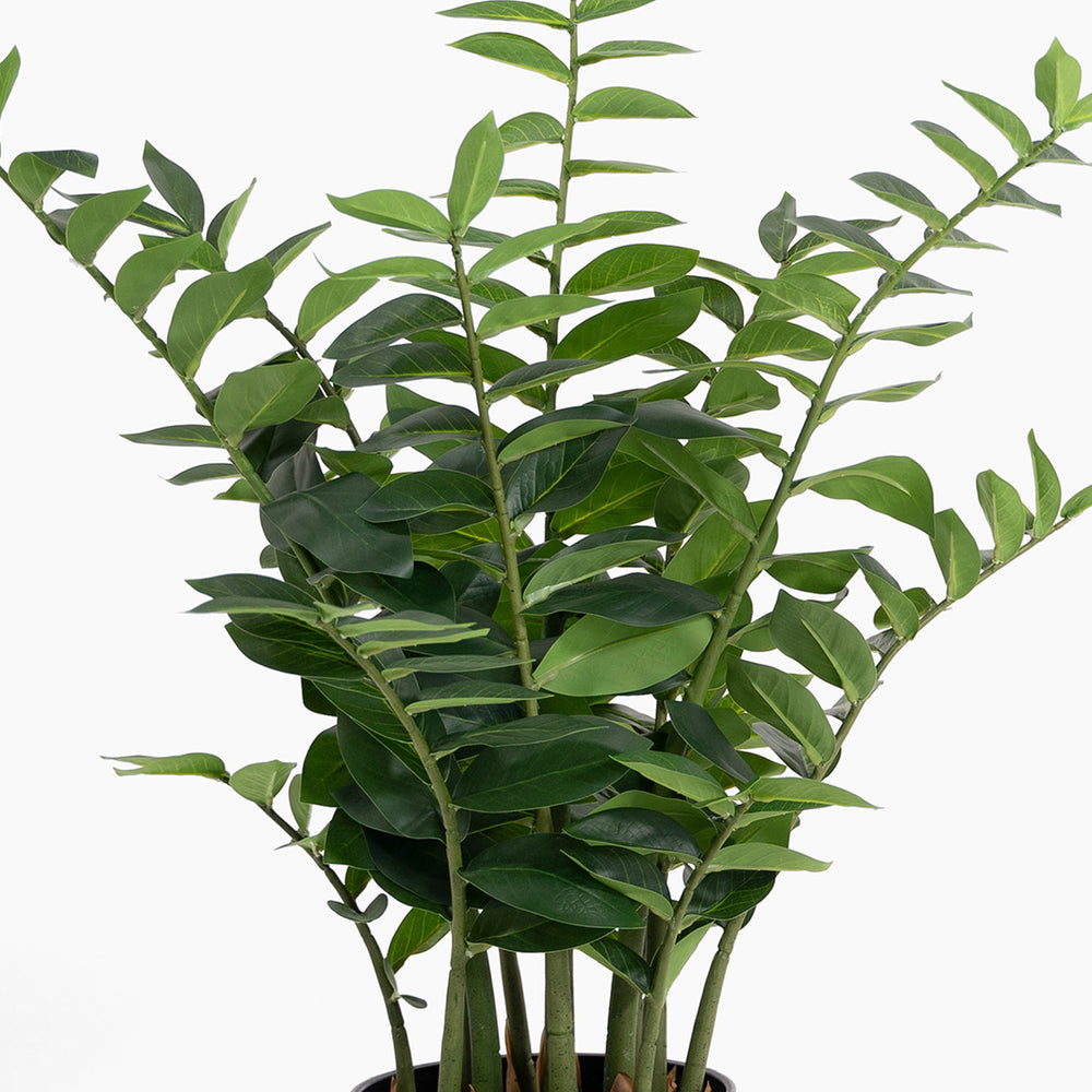 Zanzibar gem ZZ plant