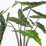 Green leaves with white veins on a white background