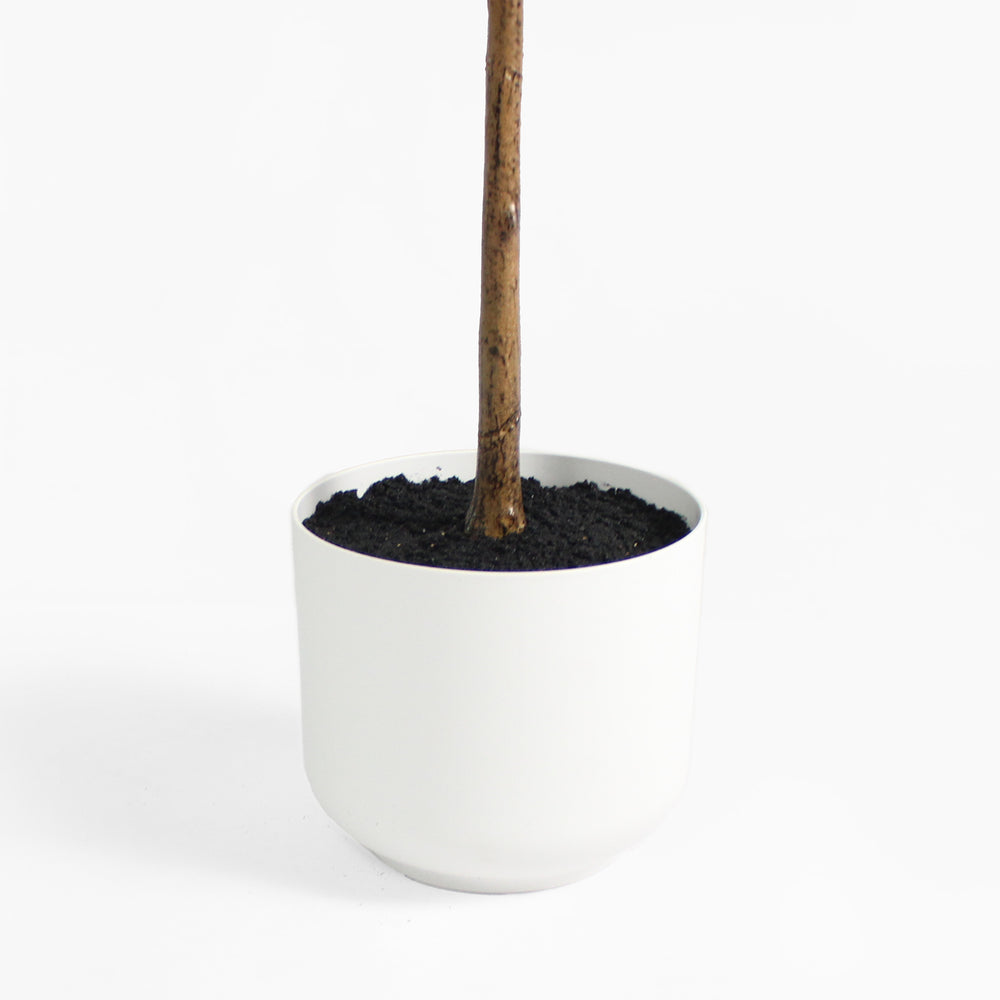 White planter with a plant on a white background