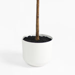 White planter with a plant on a white background