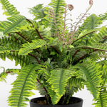 Potted fern plant with green leaves on a white background