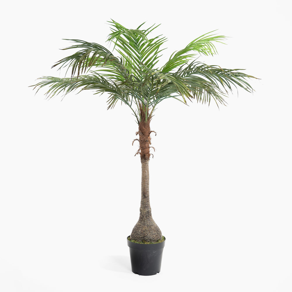 Potted palm tree on a white background