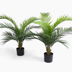 Butterfly palm