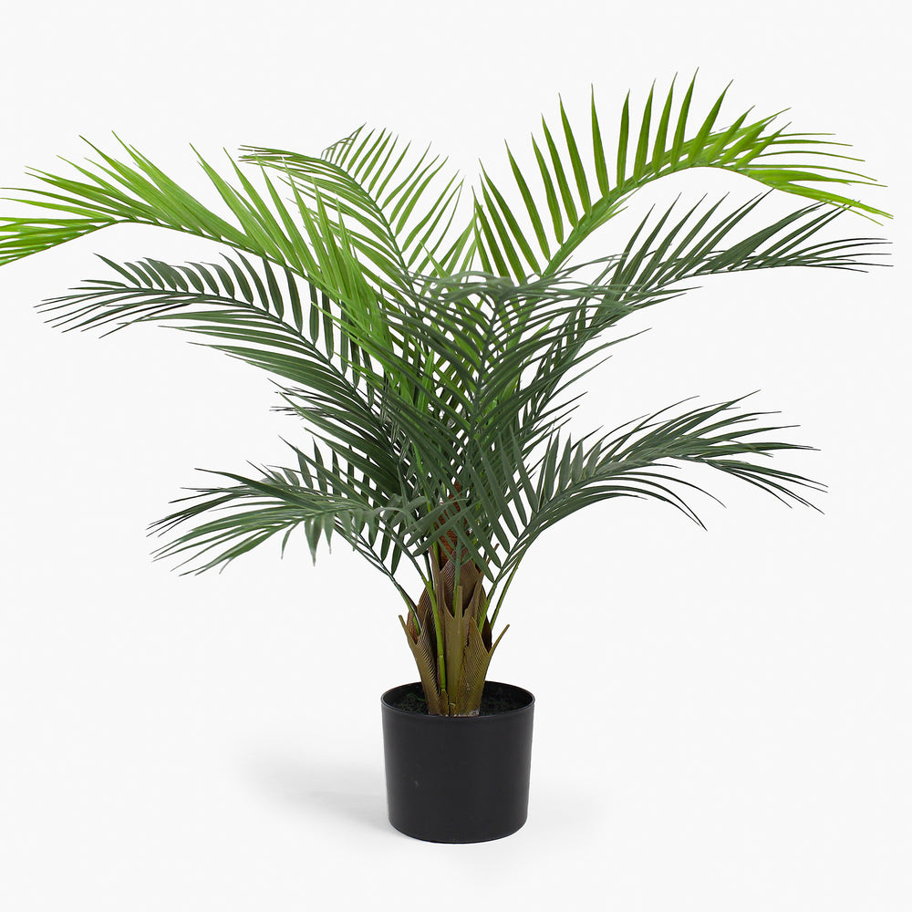 Potted palm plant on a white background