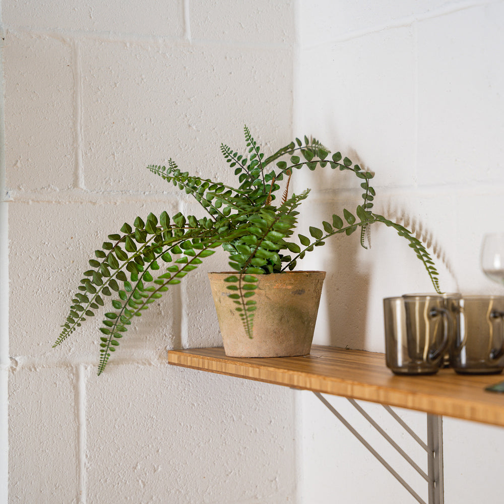 Potted fern on a wooden shelf against a white wall