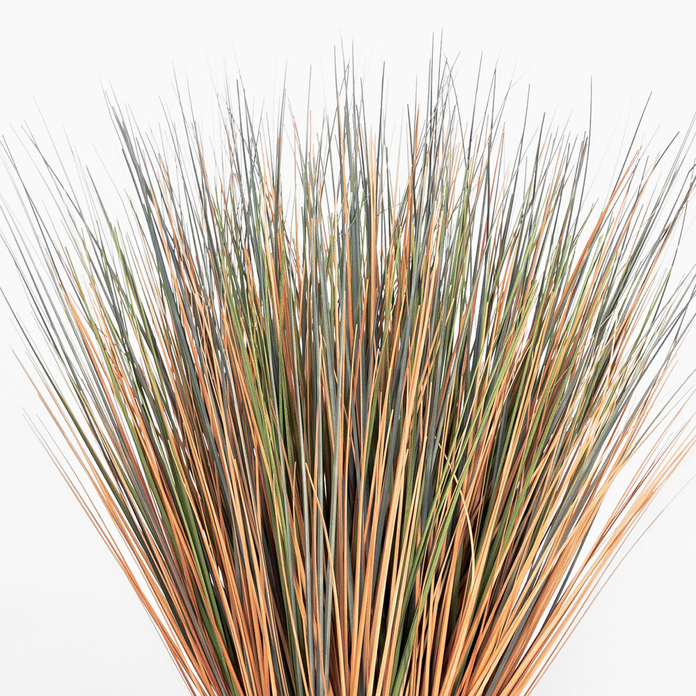 Close-up of dried grass with brown and green hues on a white background