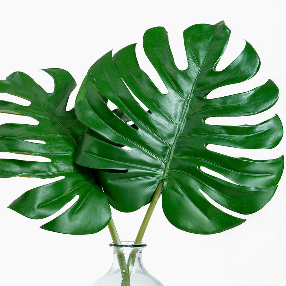 Green monstera leaves in a clear vase on a white background