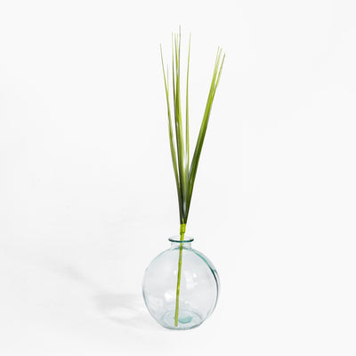 Clear glass vase with green plant on a white background
