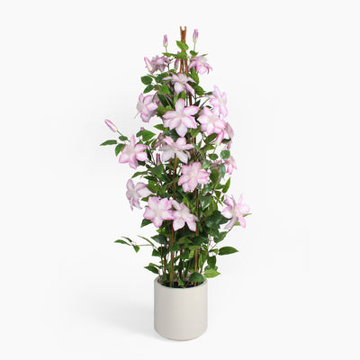 Potted plant with pink flowers on a white background