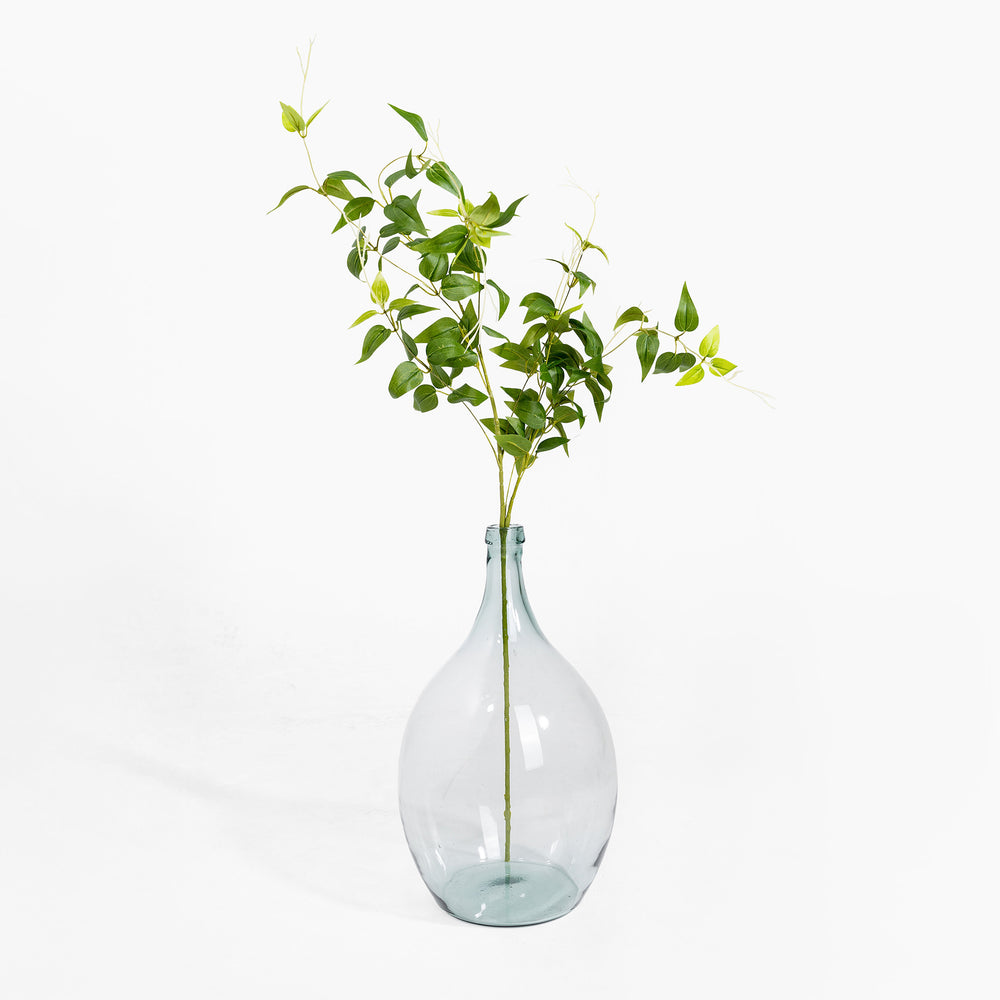 Clear glass vase with a plant on a white background