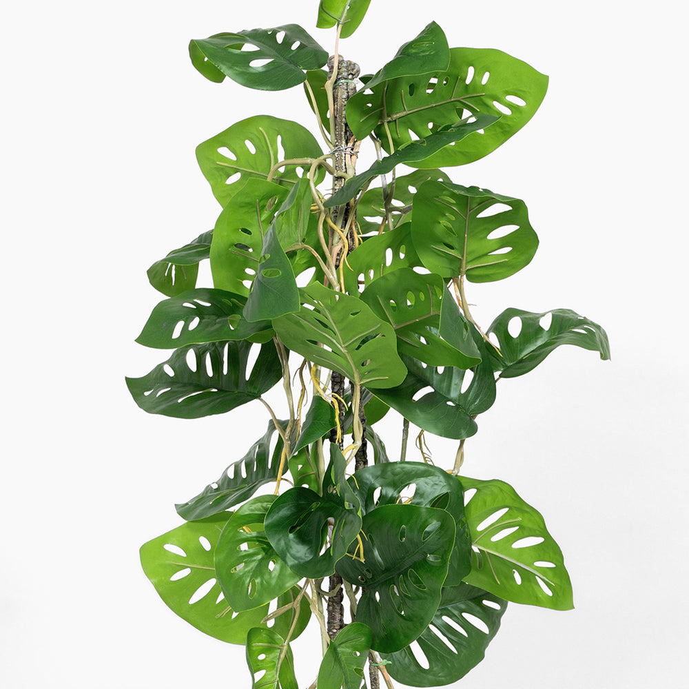 Hanging green monstera plant on a white background