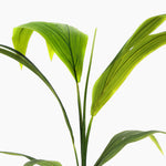 Close-up of green palm leaves on a white background
