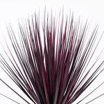 Close-up of a plant with dark purple leaves on a white background