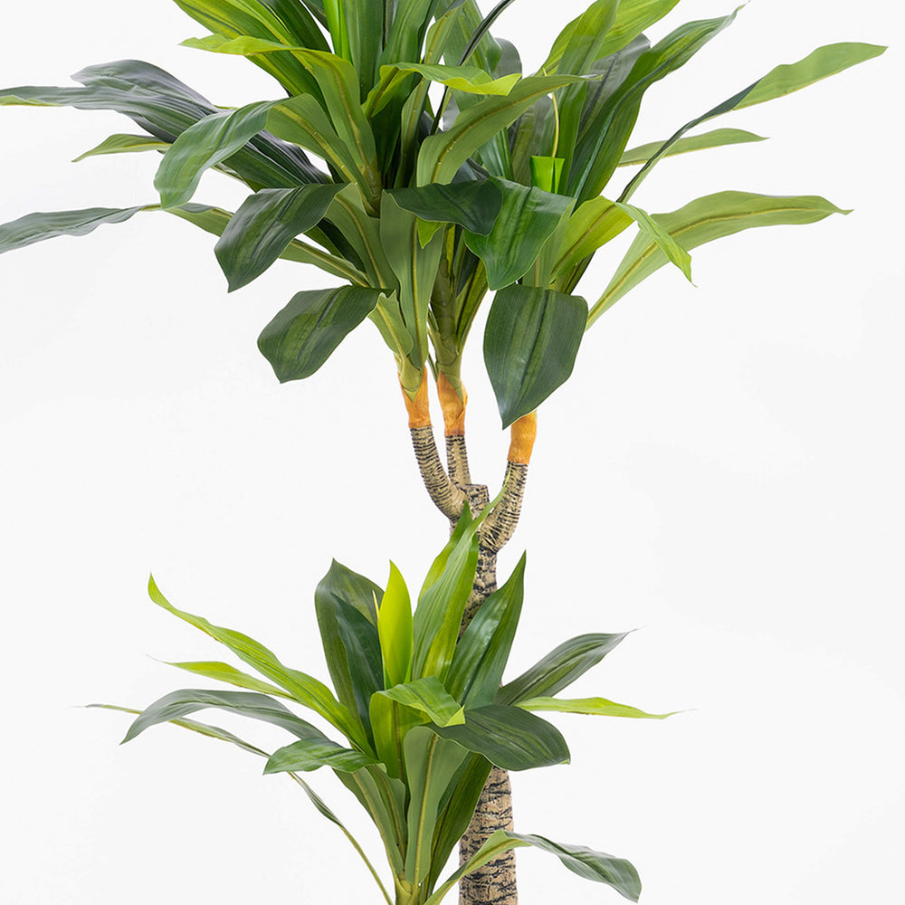 Green leafy plant on a white background