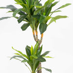 Green leafy plant on a white background
