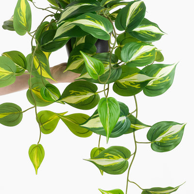 Hanging green plant with variegated leaves on a white background