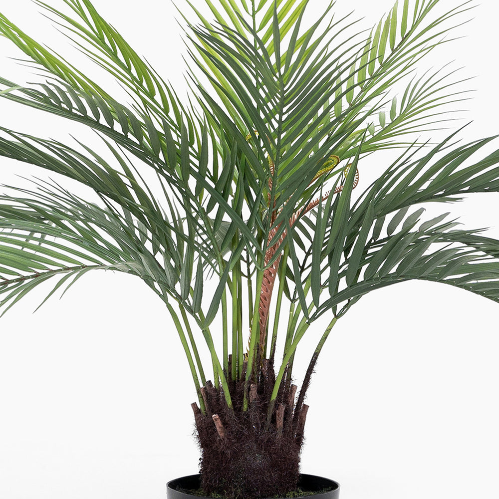 Potted palm plant on a white background