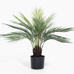 Dicksonia dwarf palm