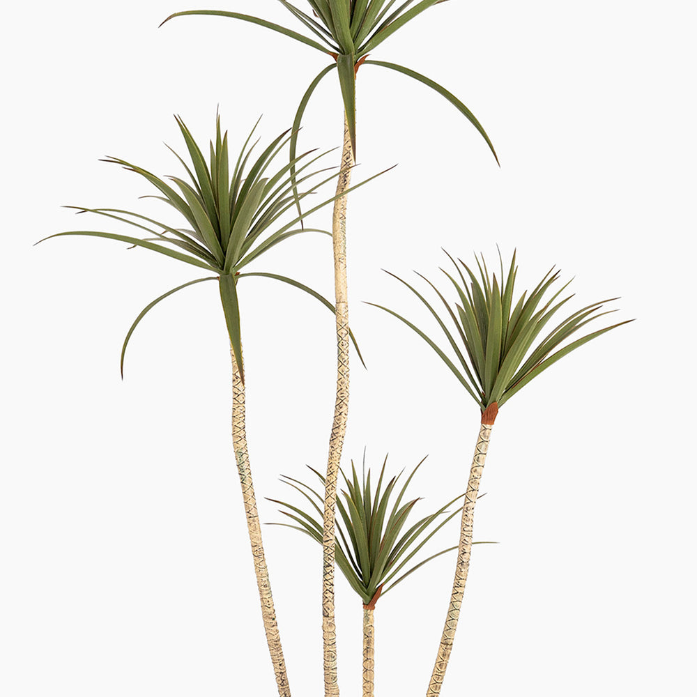 Four tropical palm trees on a white background