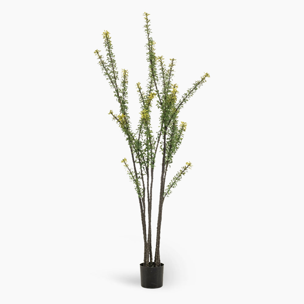 Tall, fine-foliage tree on white background