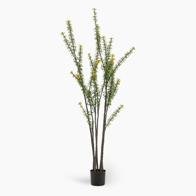 Tall, fine-foliage tree on white background