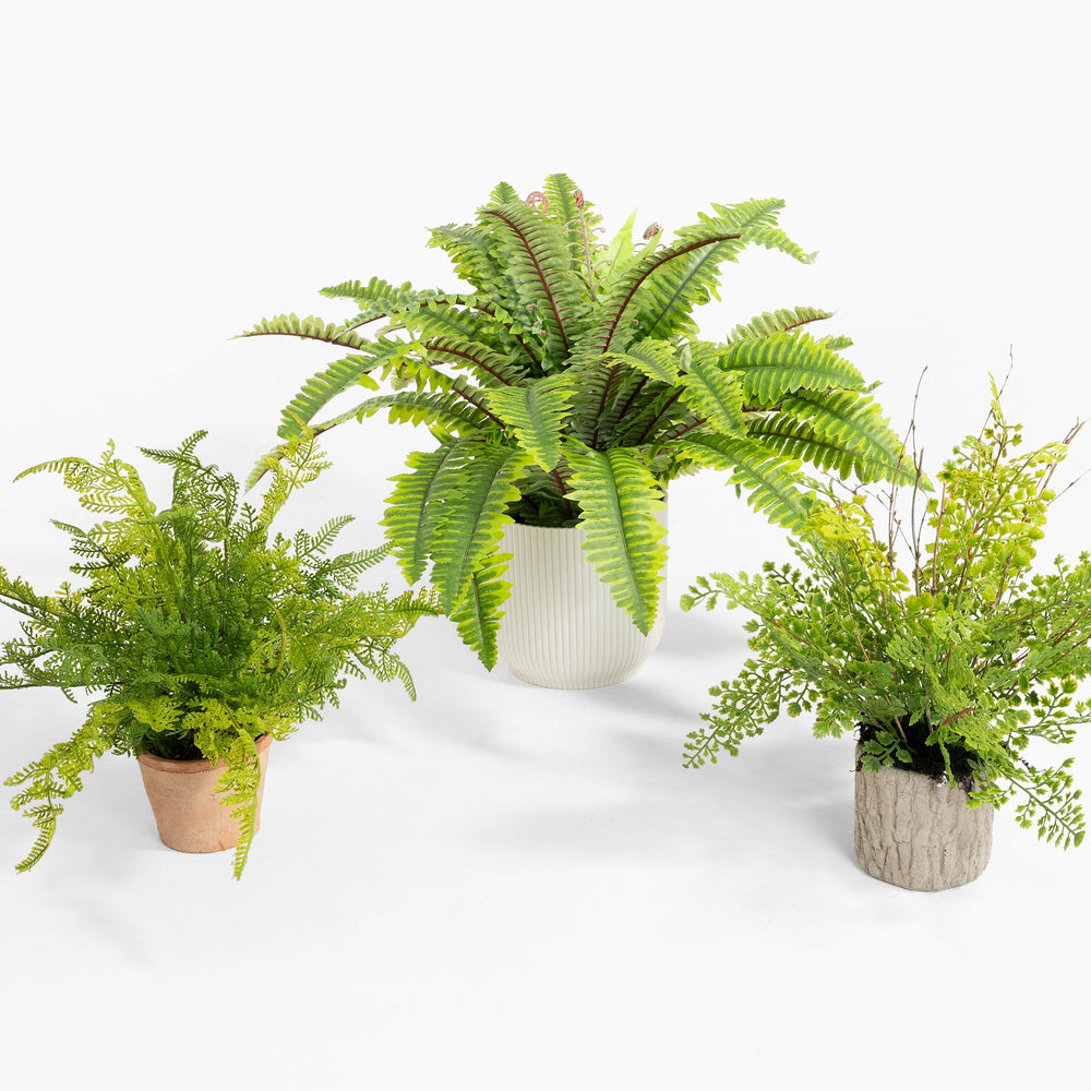 Three potted fern plants on a white background