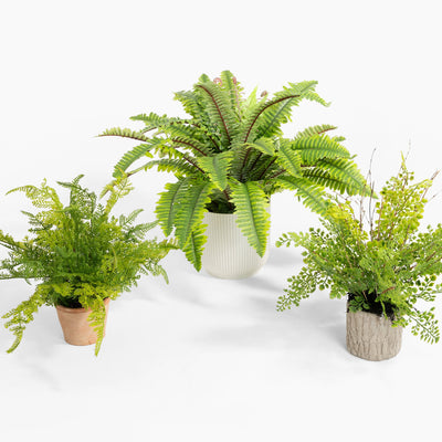 Three potted fern plants on a white background