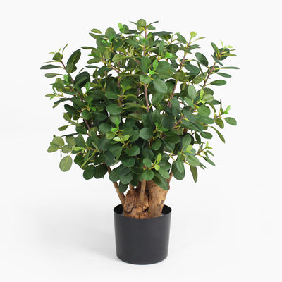 Potted plant with green leaves on a white background