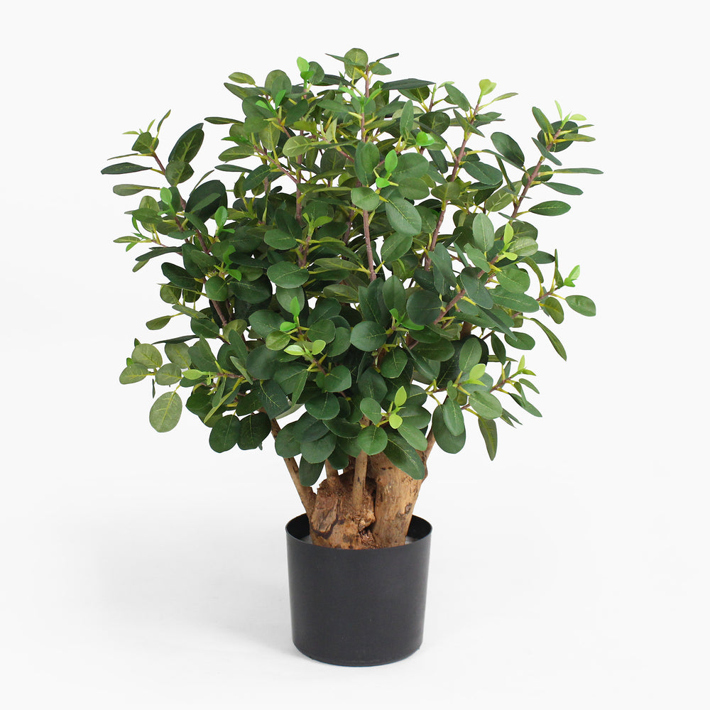 Potted plant with green leaves on a white background