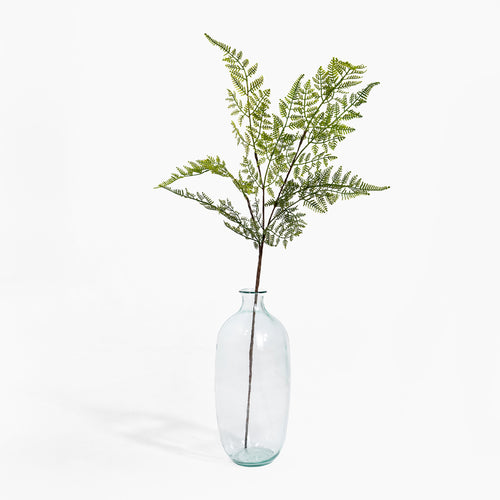 Clear glass vase with a single green fern branch on a white background
