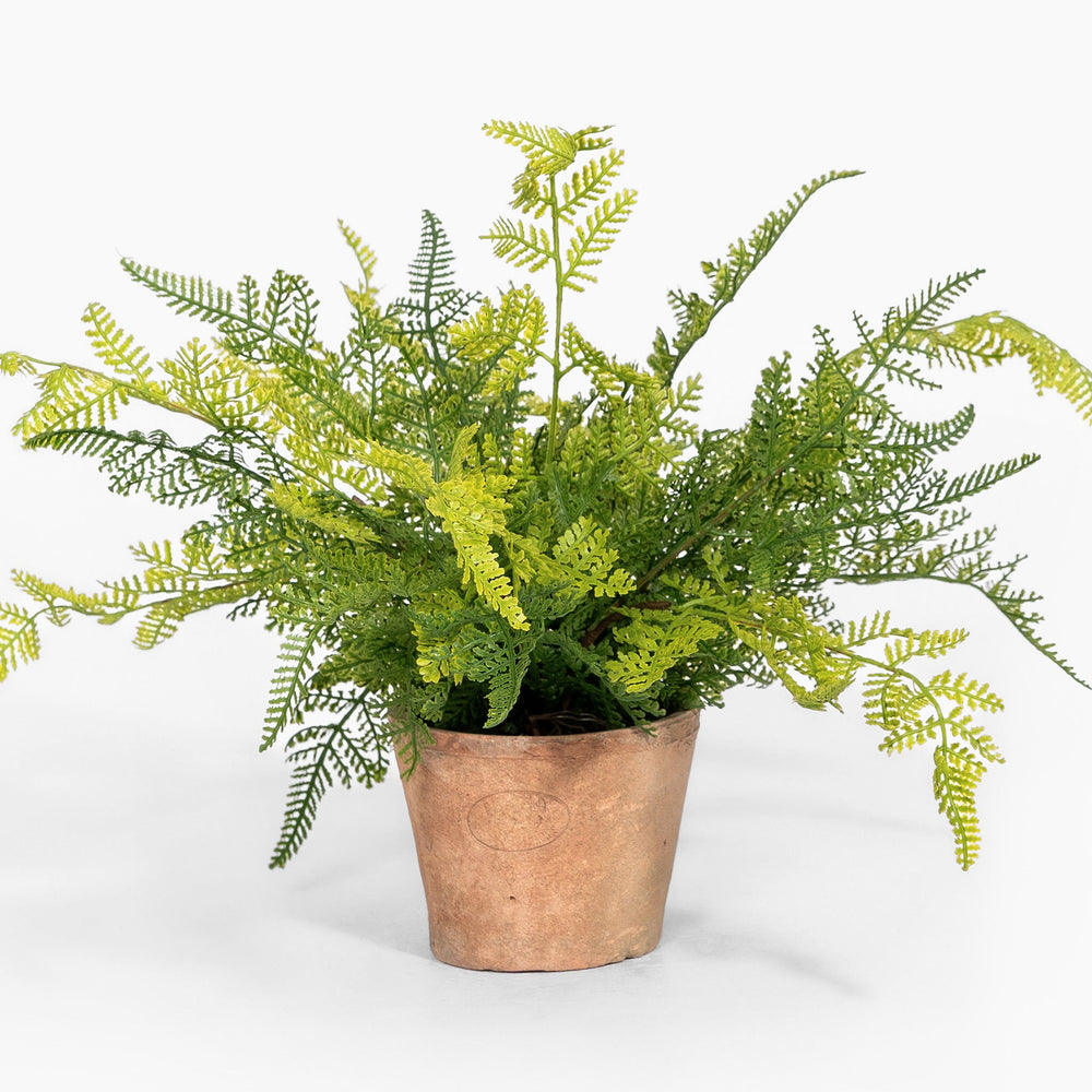 Potted fern plant on a white background