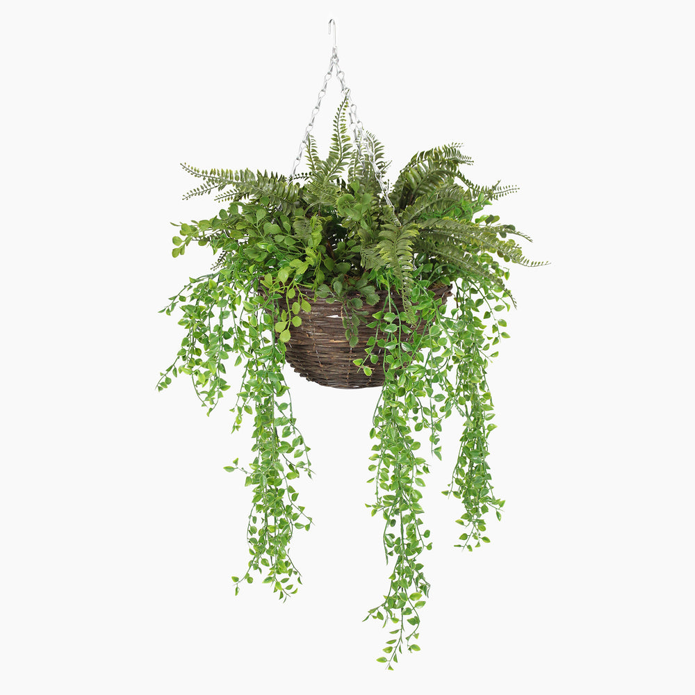 Hanging basket with green ferns on a white background
