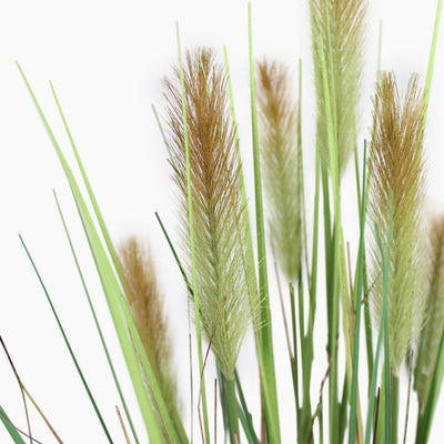 Foxtail grass