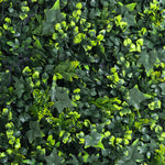 Close-up of a dense patch of green ivy leaves
