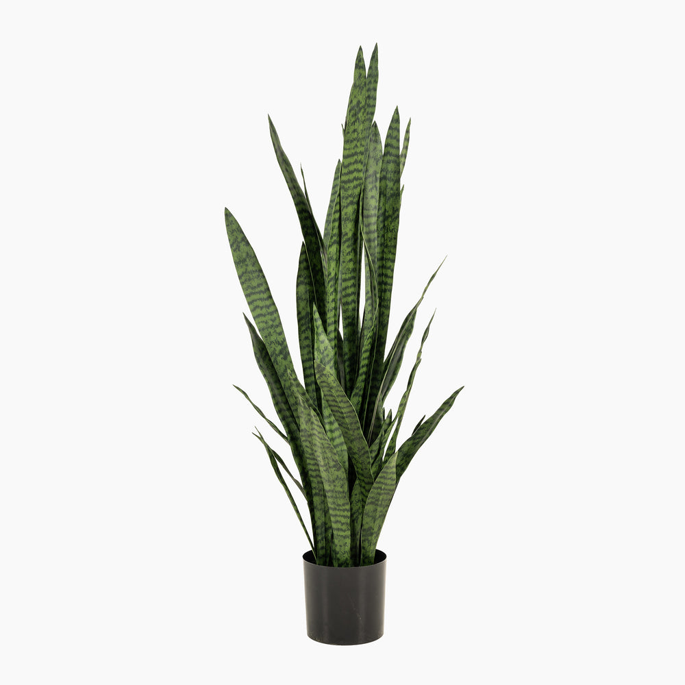 Potted snake plant on a white background