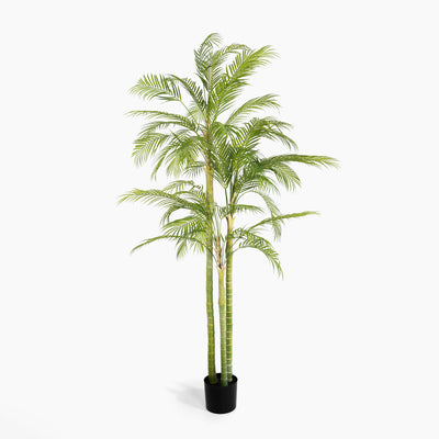 Potted palm tree on a white background