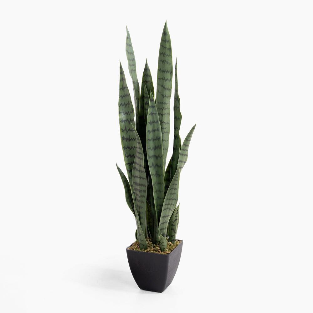 Sansevieria