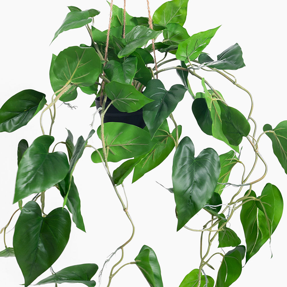 Green leafy plant on a white background