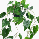 Green leafy plant on a white background