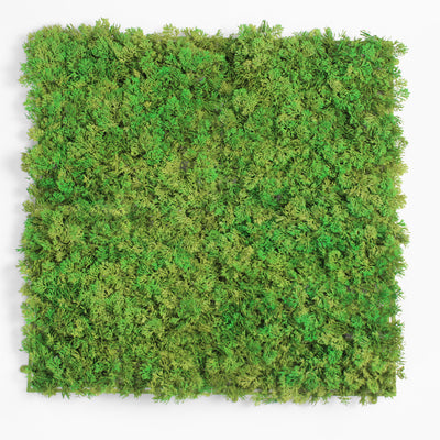 Square piece of green moss on a white background